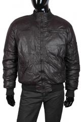 ������� Gazzarrini